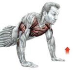 Press Up Push Pattern And Chest Development Big Chest